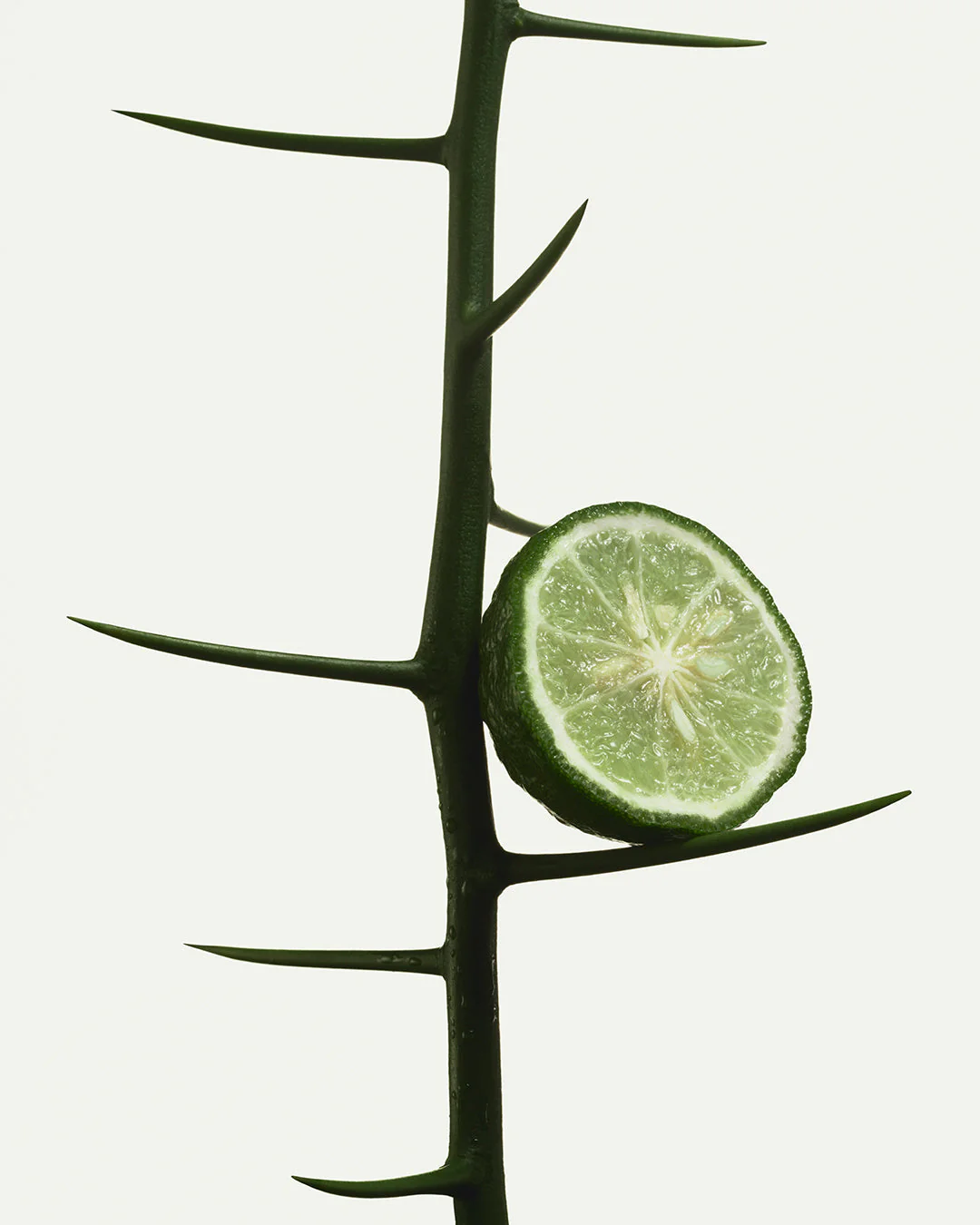 Bergamot Bond - Nutrient-Rich Body Cream - Image 4